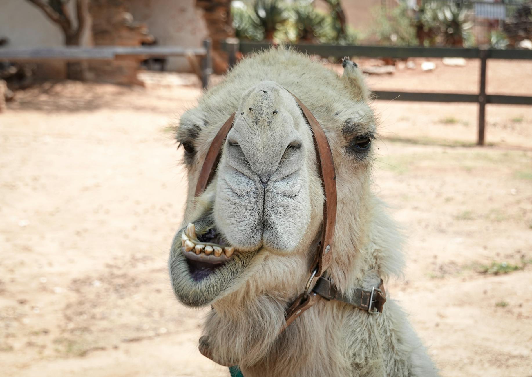 This is a hump. This is a day. This is a journal.