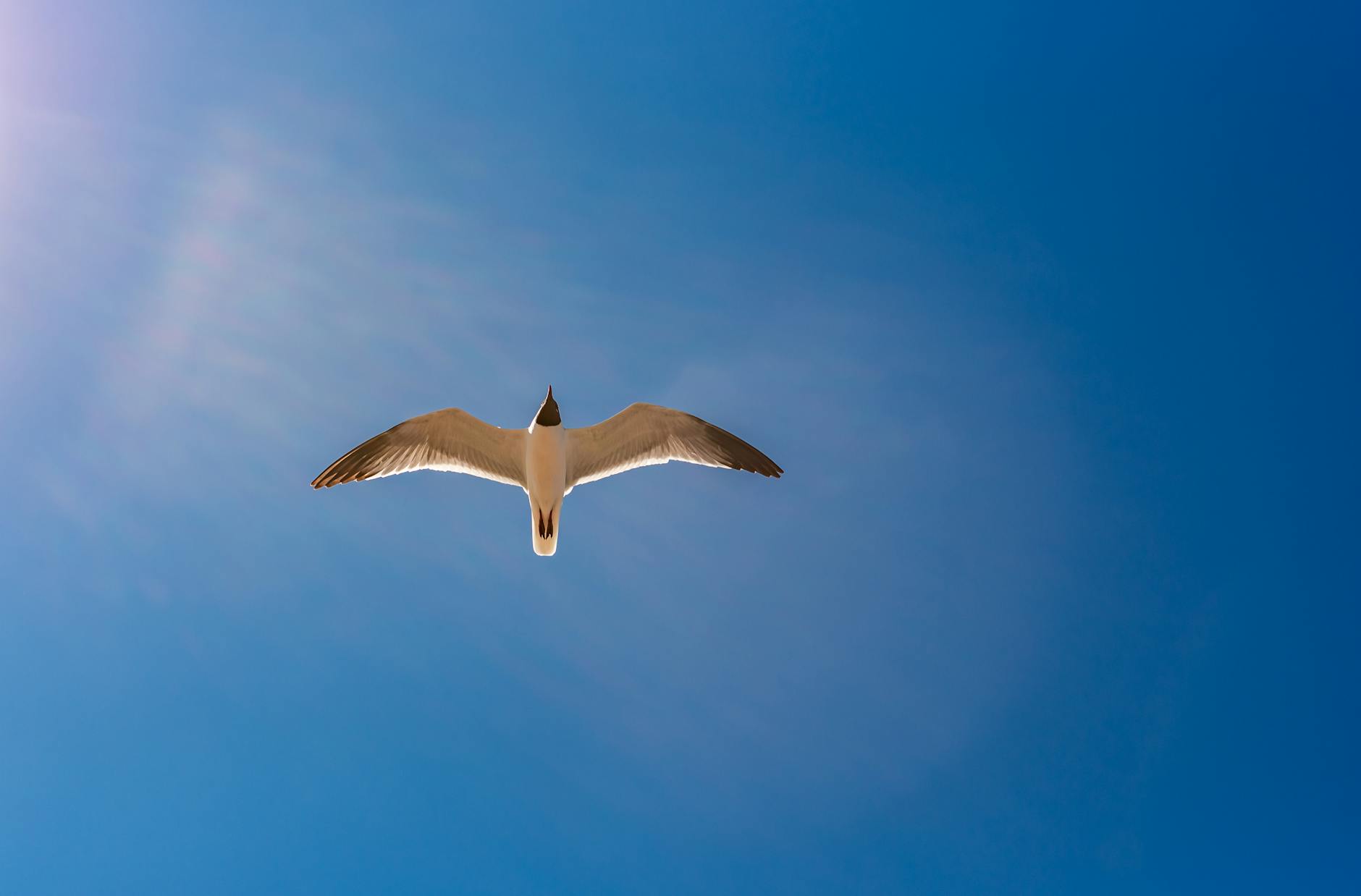 soaring seagull against a clear blue sky